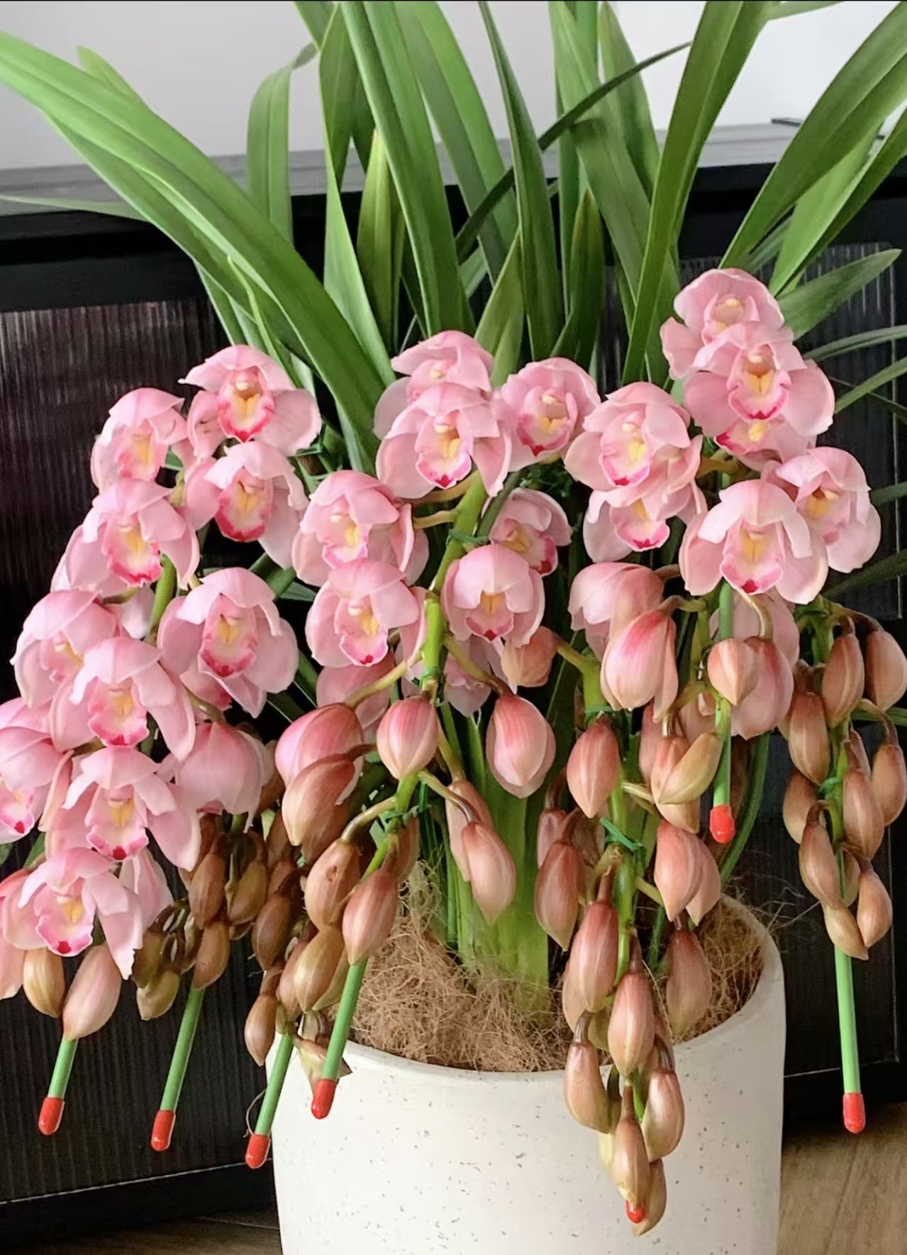 宇辰【六朝金粉 拱兰造型】大花蕙兰盆栽年宵花生苞发