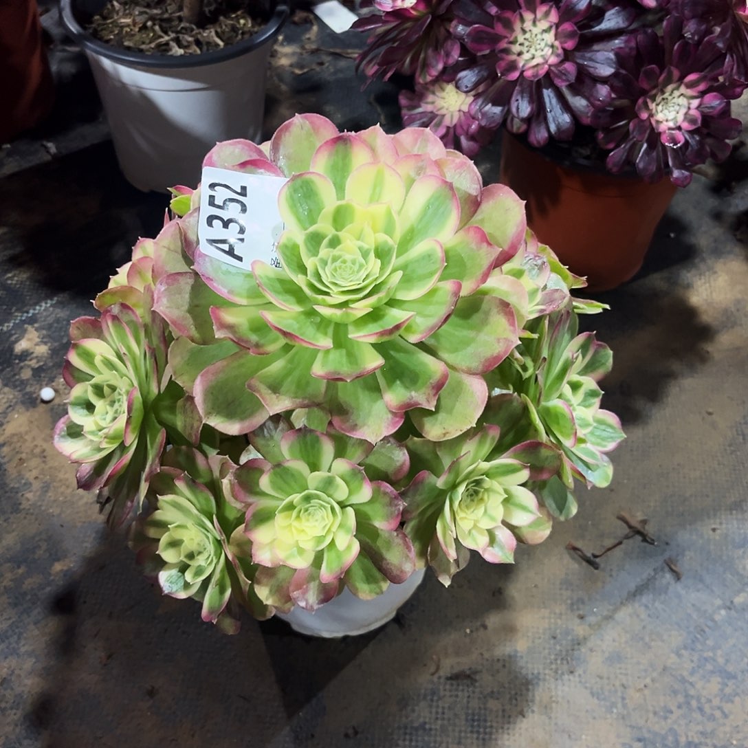 多肉植物玉姿352多肉