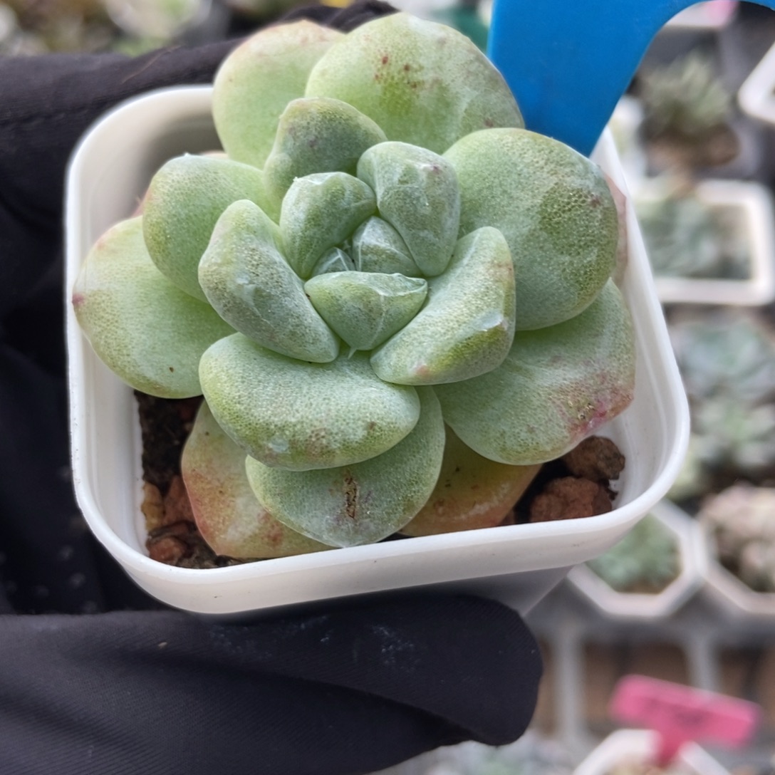 1023冰玉石化多肉植物