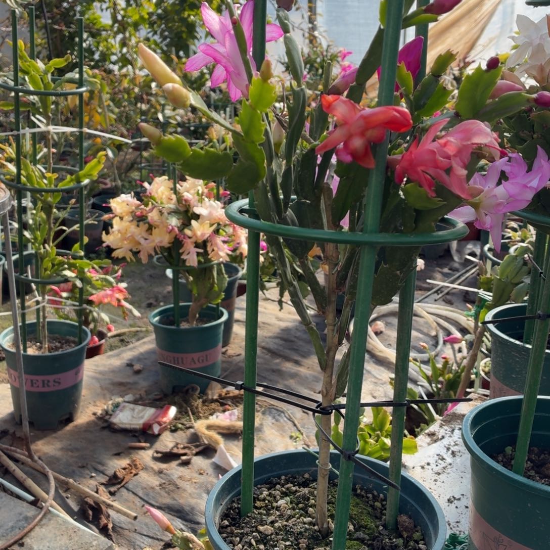 我****无花朵我心依旧叶仙嫁接混色