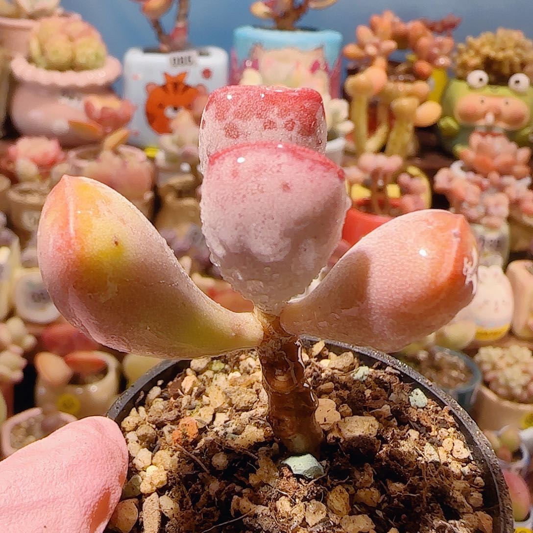 T福气满满福饼盆口3.5cm