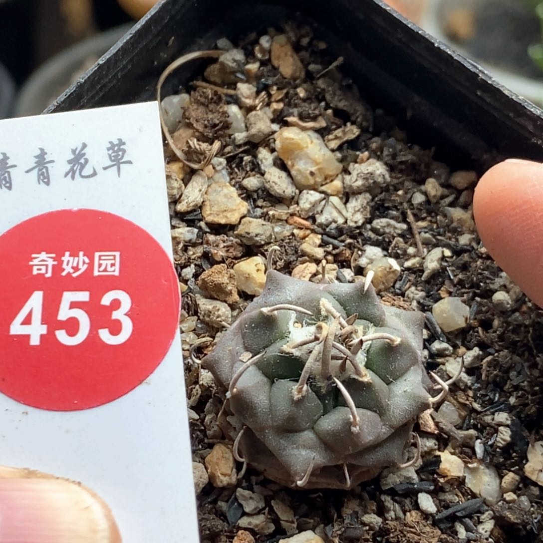 实生南格瑞特娇丽2.1cm