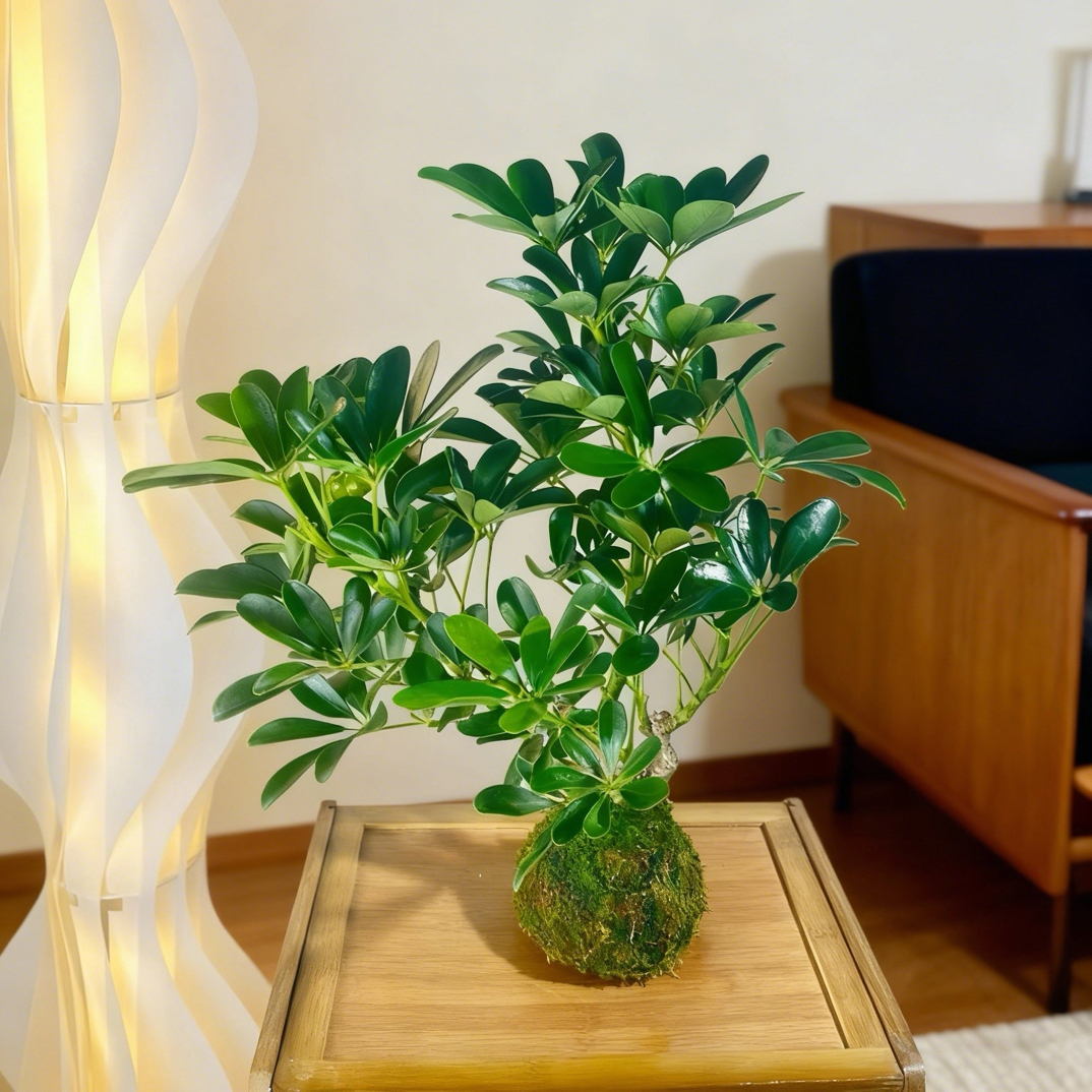 鸭脚木老桩水培植物发财树室内苔藓球盆栽净化空气好养活净化空气