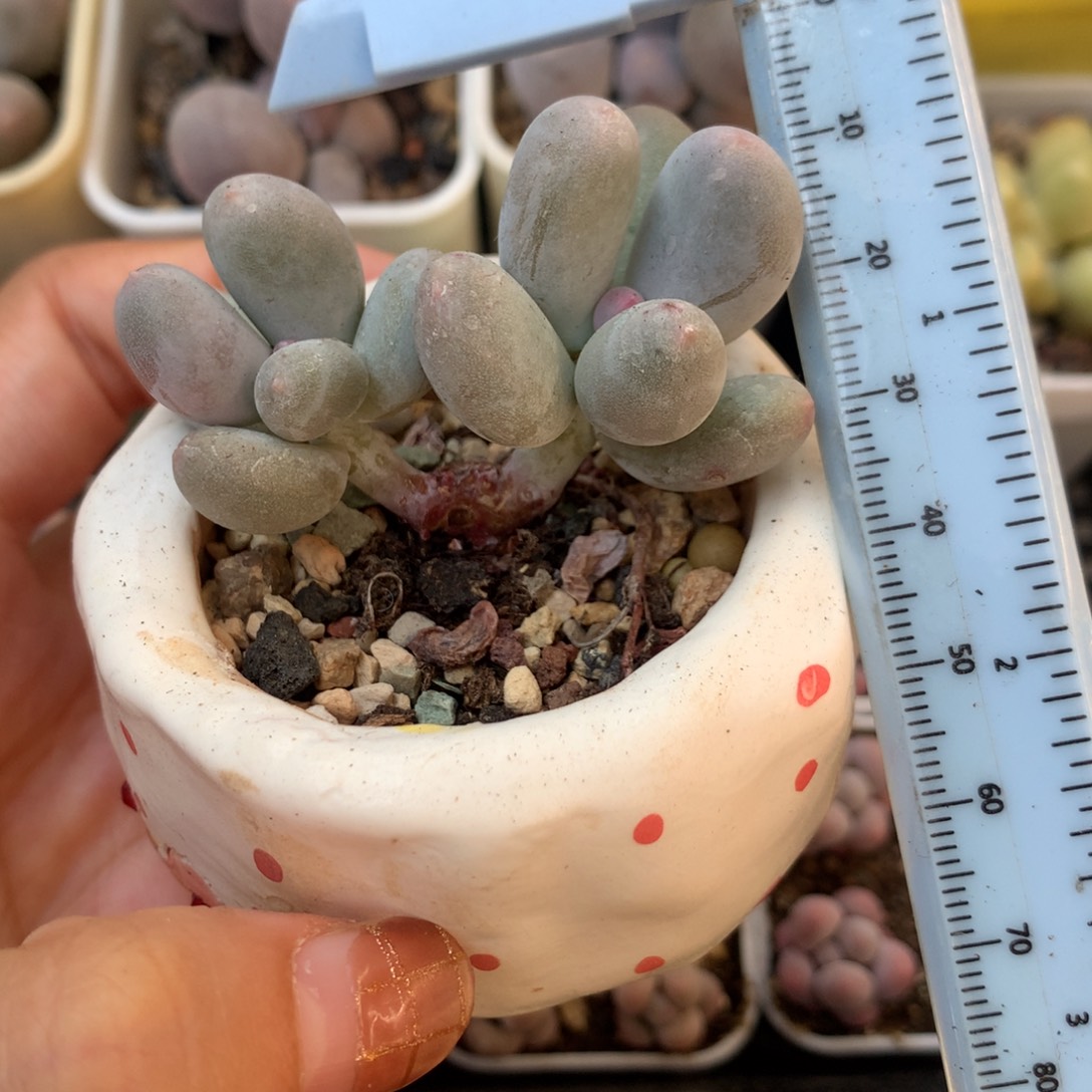 米可奶 不凑满28元发一片叶 不售后 到付