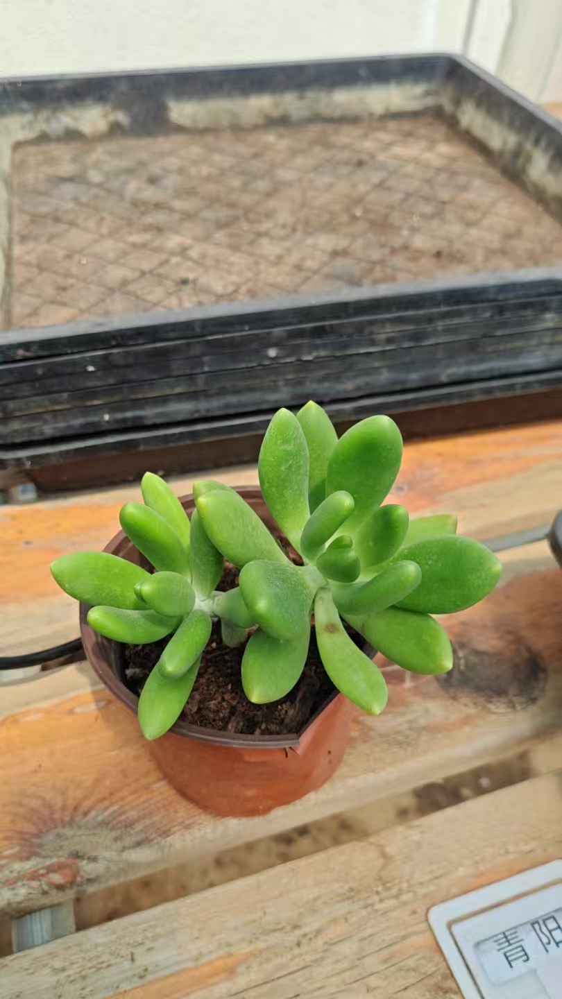 金蝉  （脱土发货）