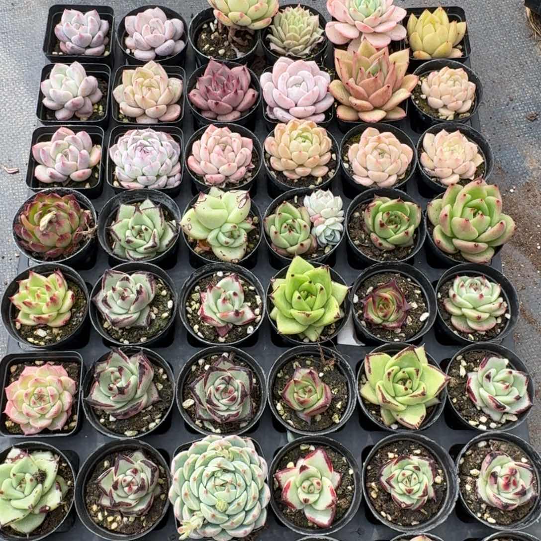 多肉杂交一物一拍23-24