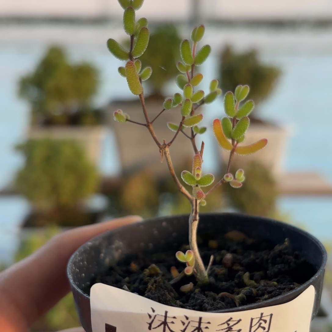 721橘子糖枝干福利哦