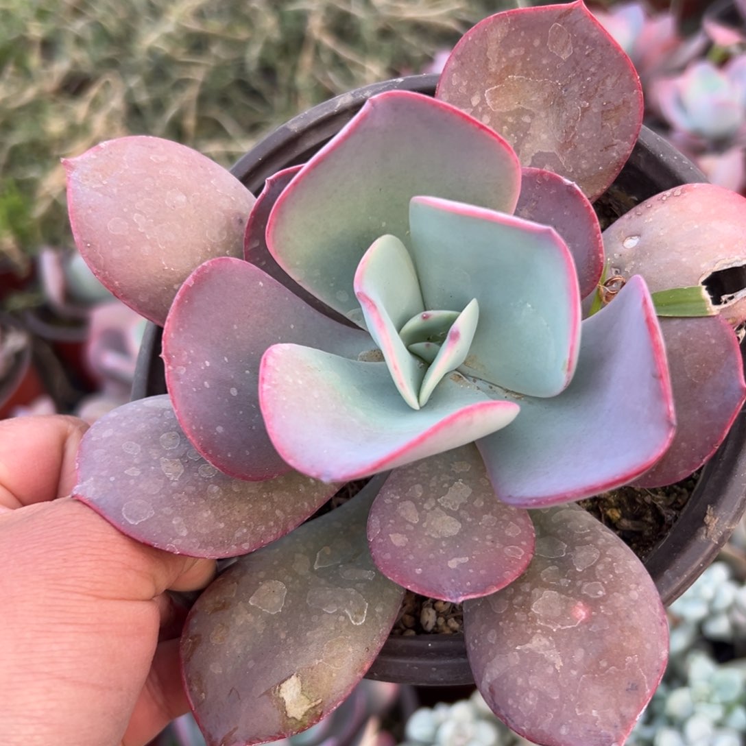 多肉植物多肉植物
