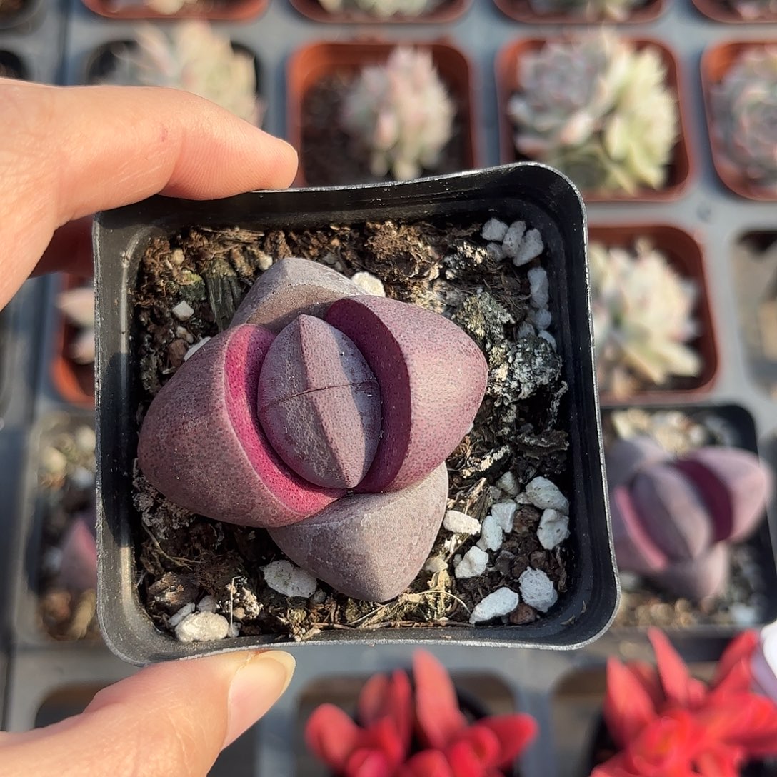 精品紫元宝多肉植物