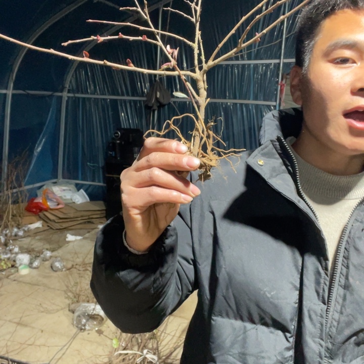赤八重海棠花一颗