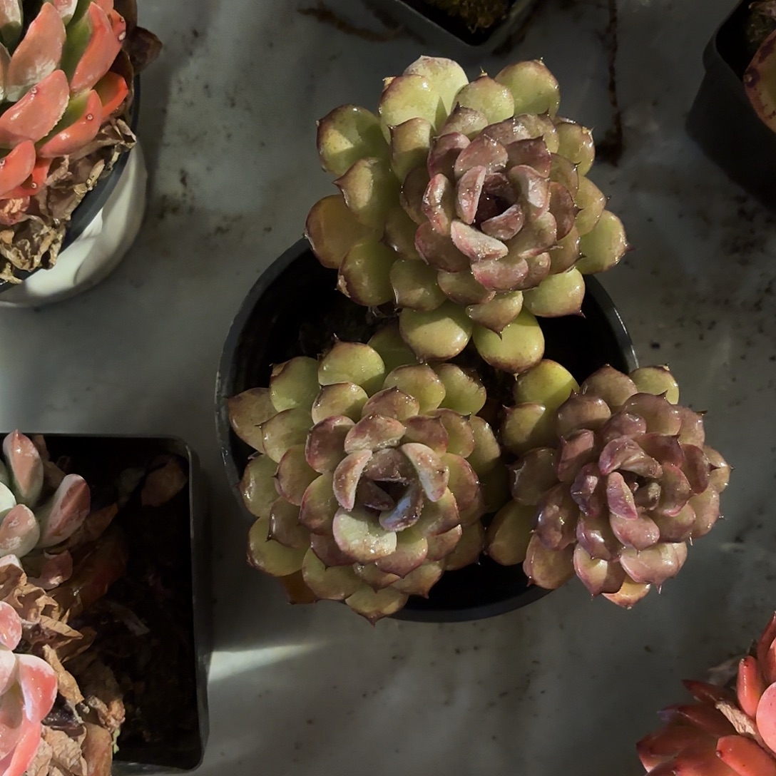 多肉植物啦啦啦啦啦啦