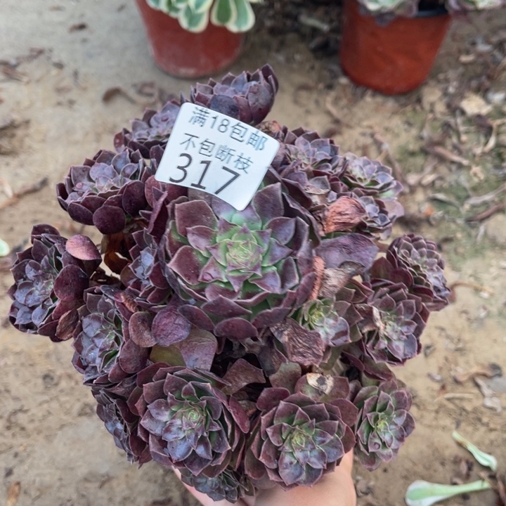 317黑魔手捧1北号法师