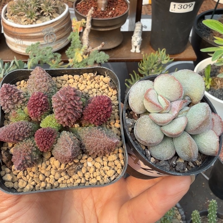 朱紫玉+银霜蛋（满28包邮）