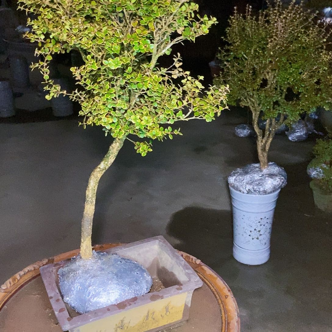 科***队安徽大别山珍珠黄杨