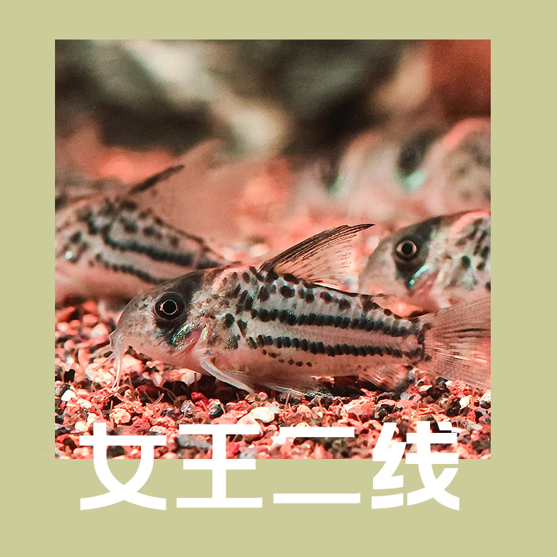 【女王二线】 鼠鱼 工具鱼