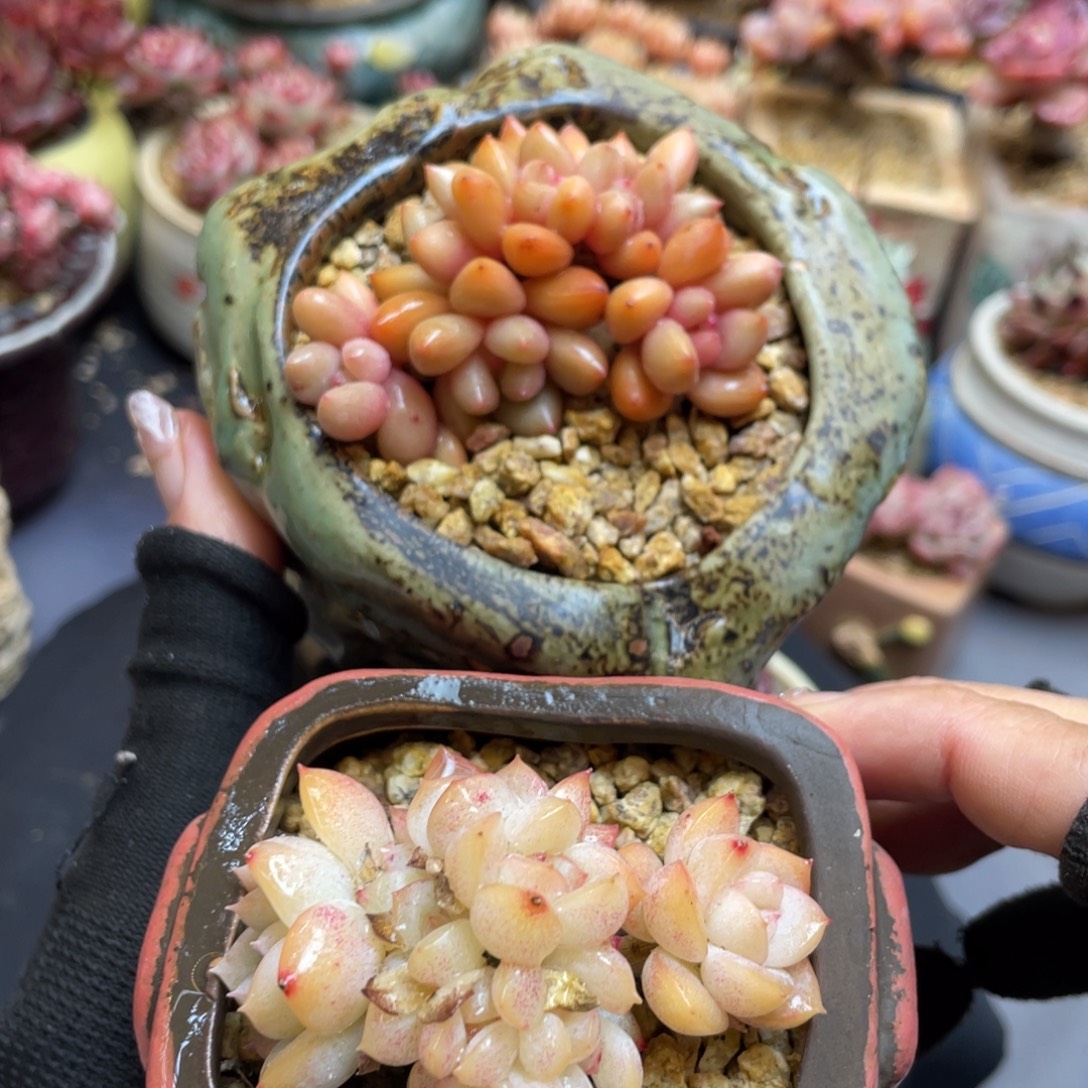 U***p粉黛朵朵缀整装无砍