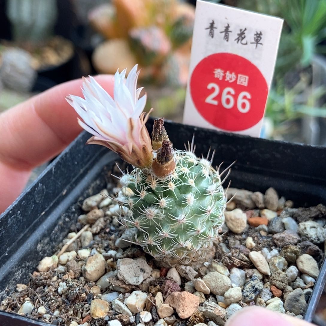 实生海胆娇丽2.3cm