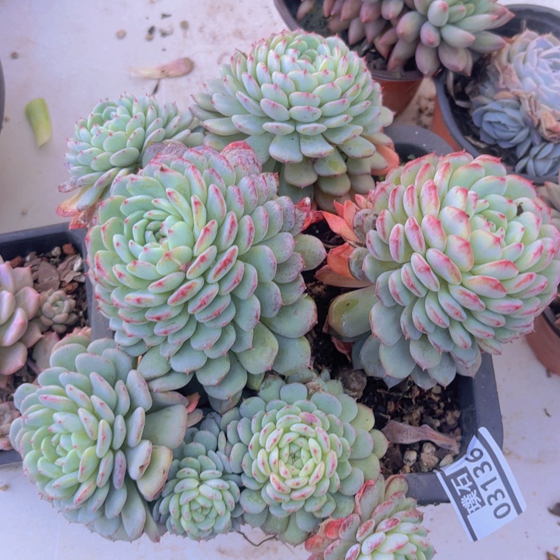 白胖子不包整03136多肉植物