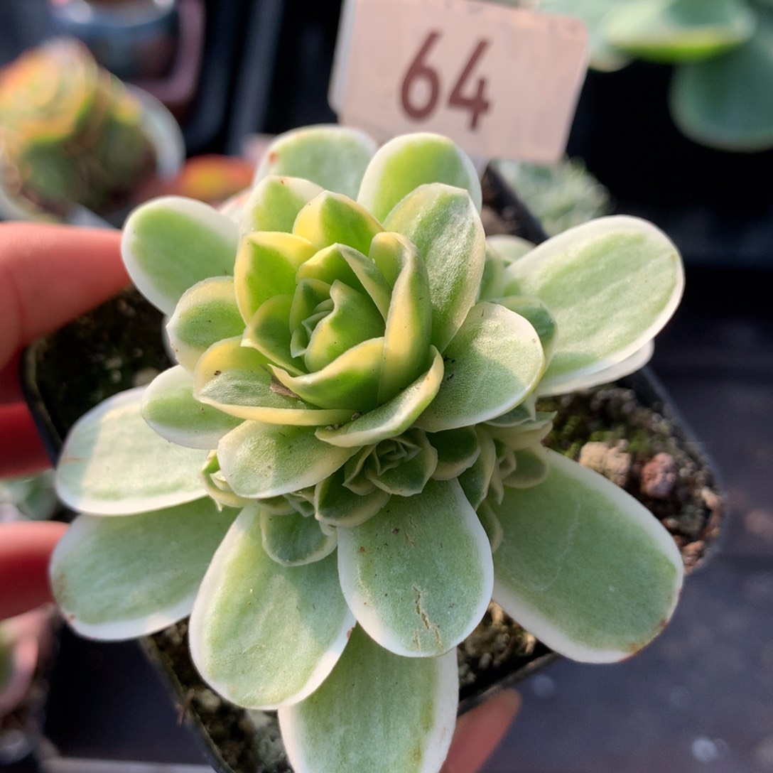 山地玫瑰玫瑰锦64