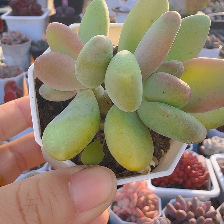芒果奶双（满12.9包邮）