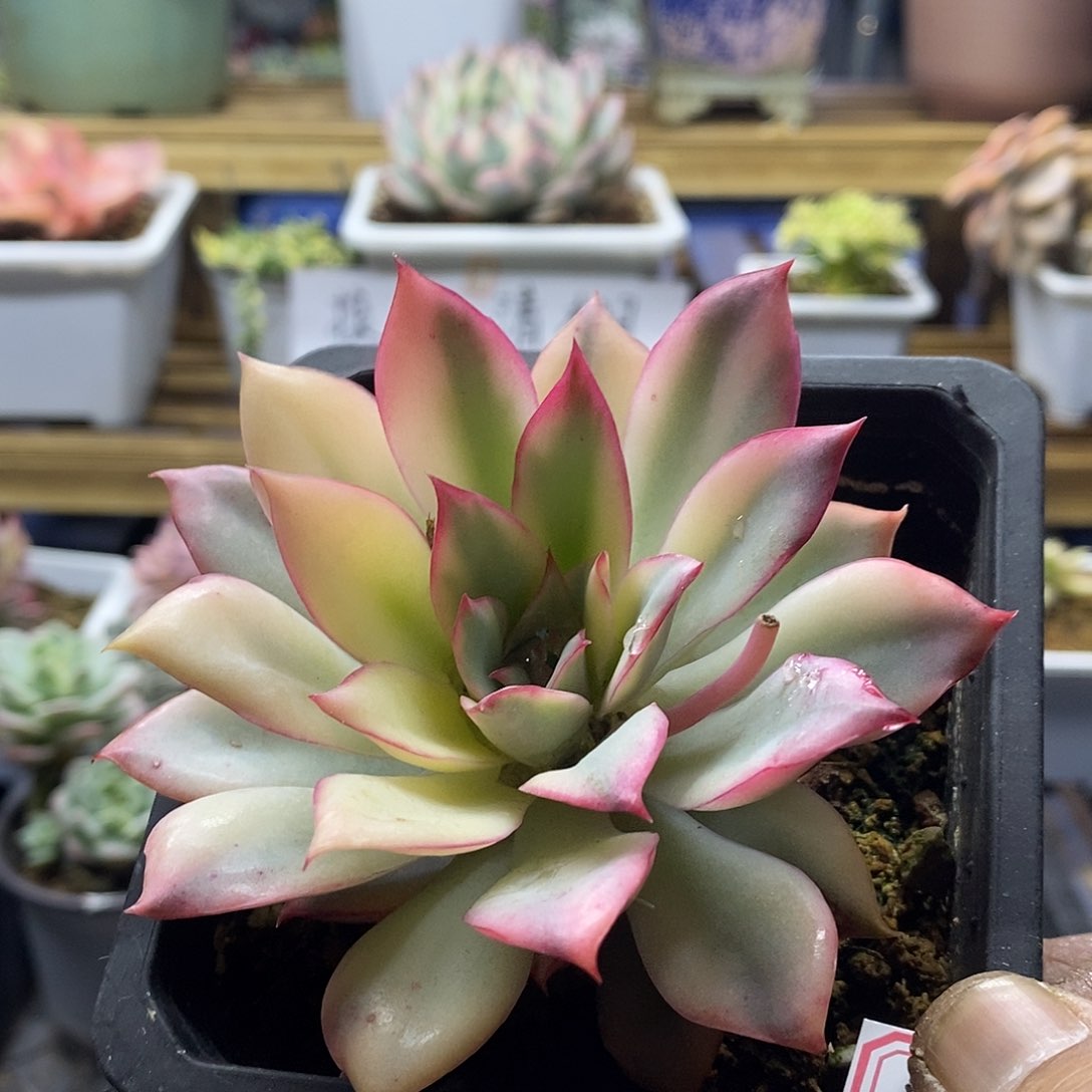 27212 月光女神锦