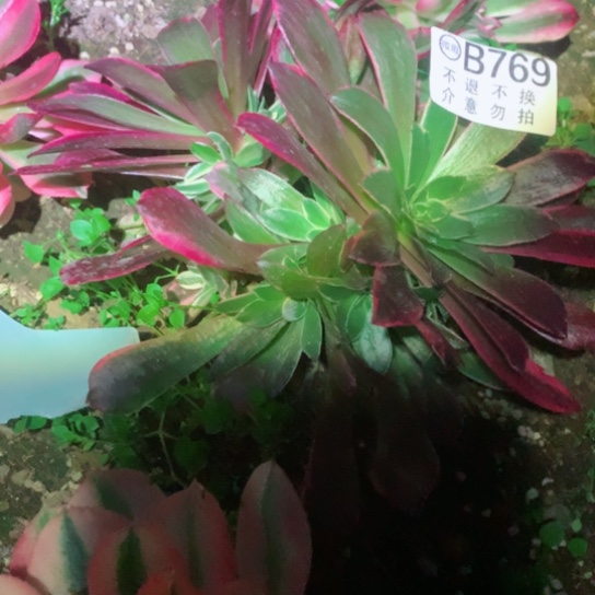 多肉植物769多肉