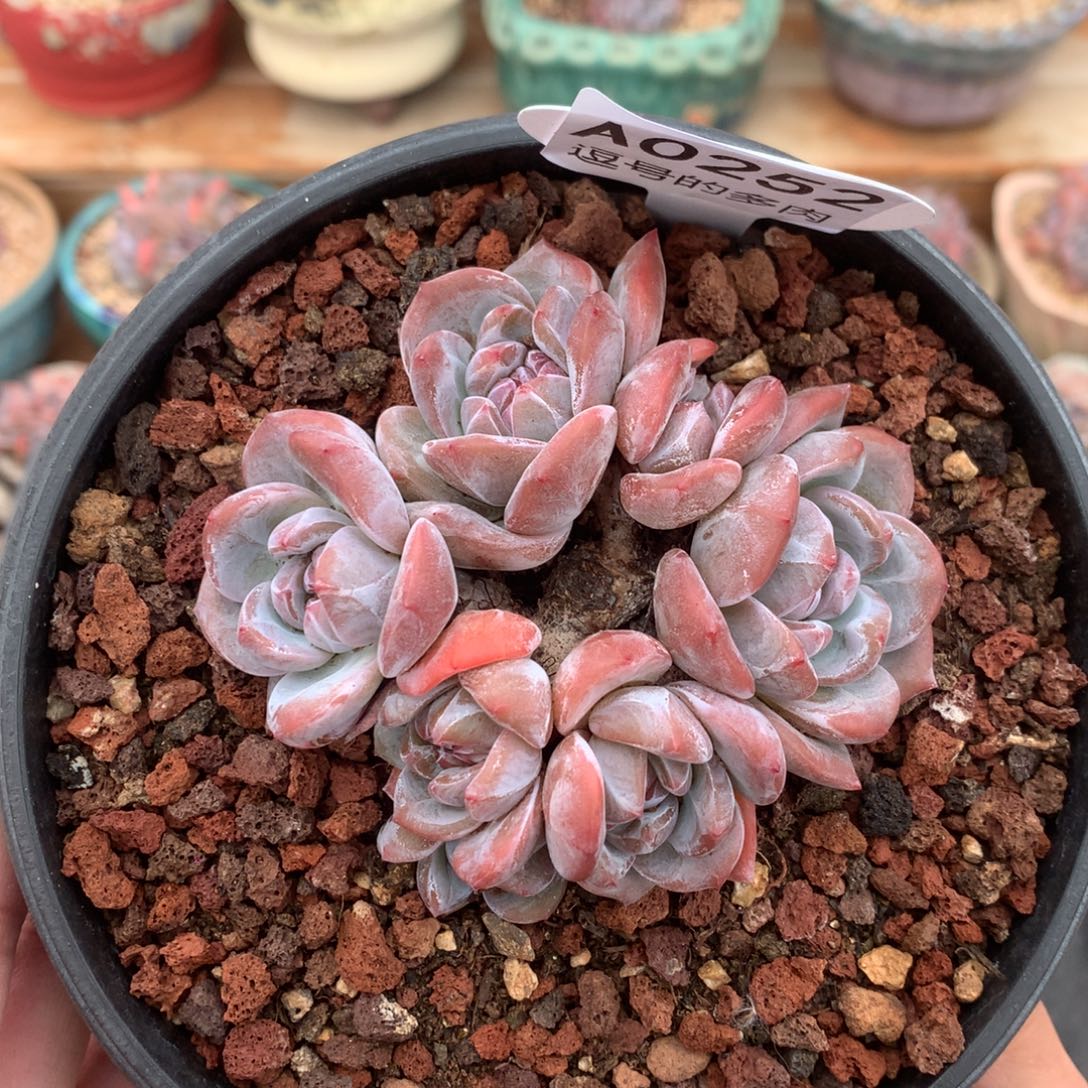 A0252 开播福利 星影小老桩 有砍 9cm