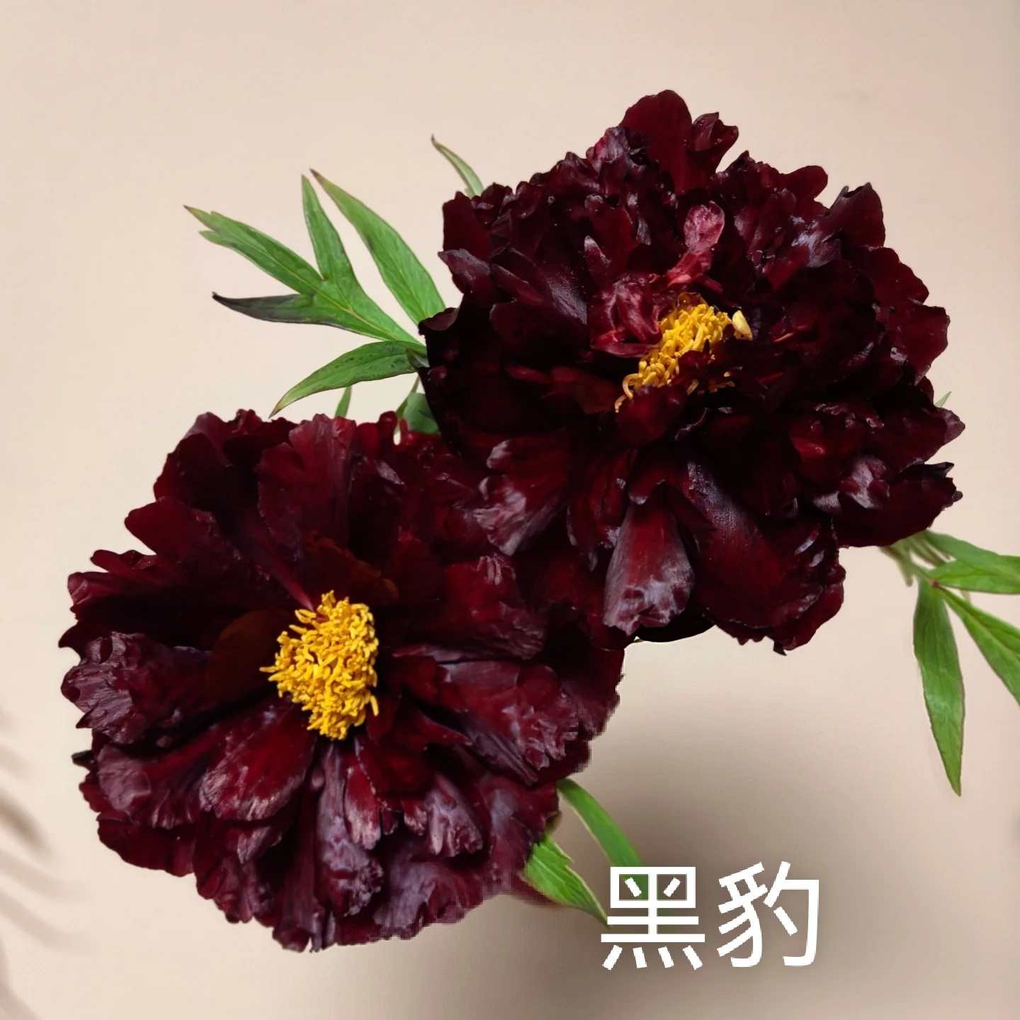 盛弘牡丹：黑豹，先发肥料秋季发苗