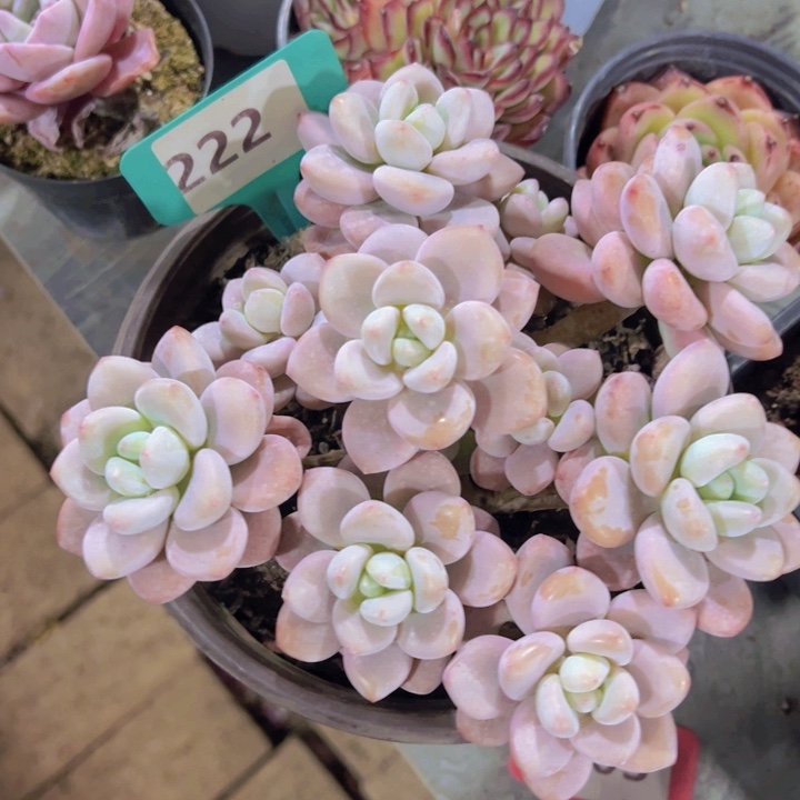 健健康康平平安安