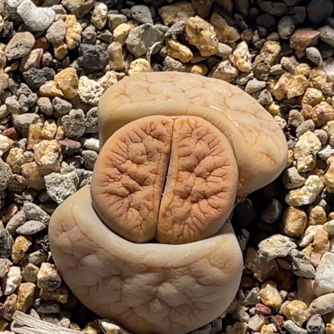 3005荒玉拿铁凹凸长文