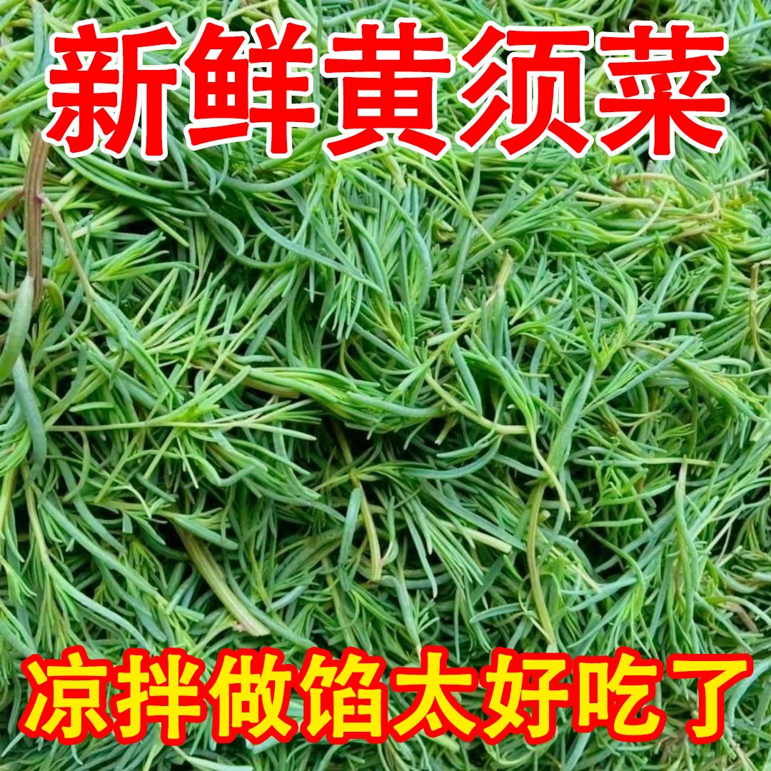 新鲜发货鲜嫩黄须菜火锅食材现挖野菜可凉拌