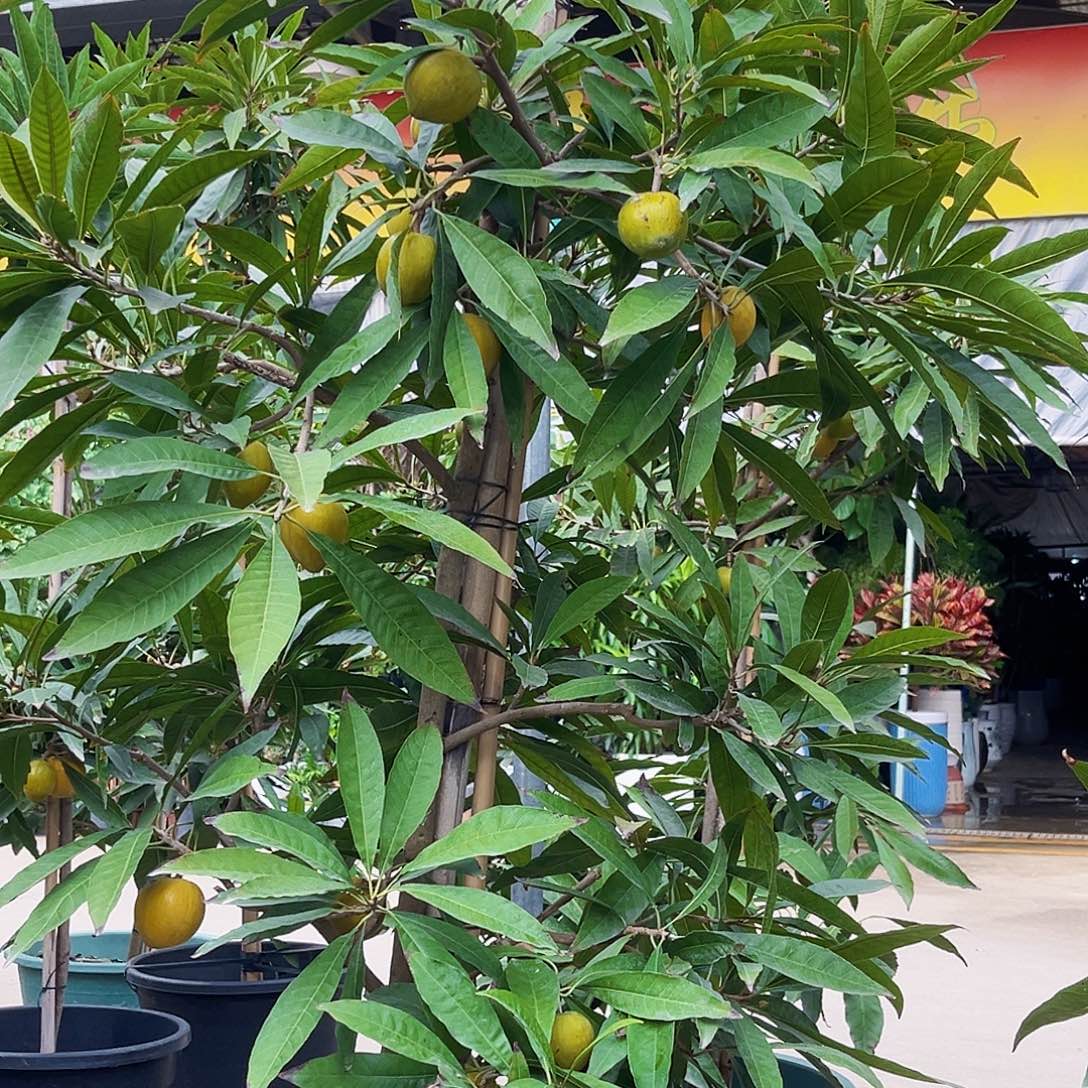 努***读无花朵8888888888888888888