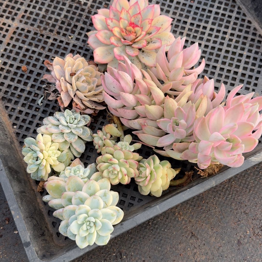 6-4多肉杂交锦组合六颗量拍