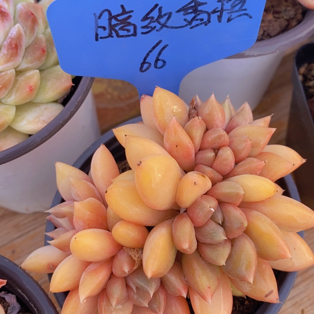 精品多肉，一物一拍，看准下单