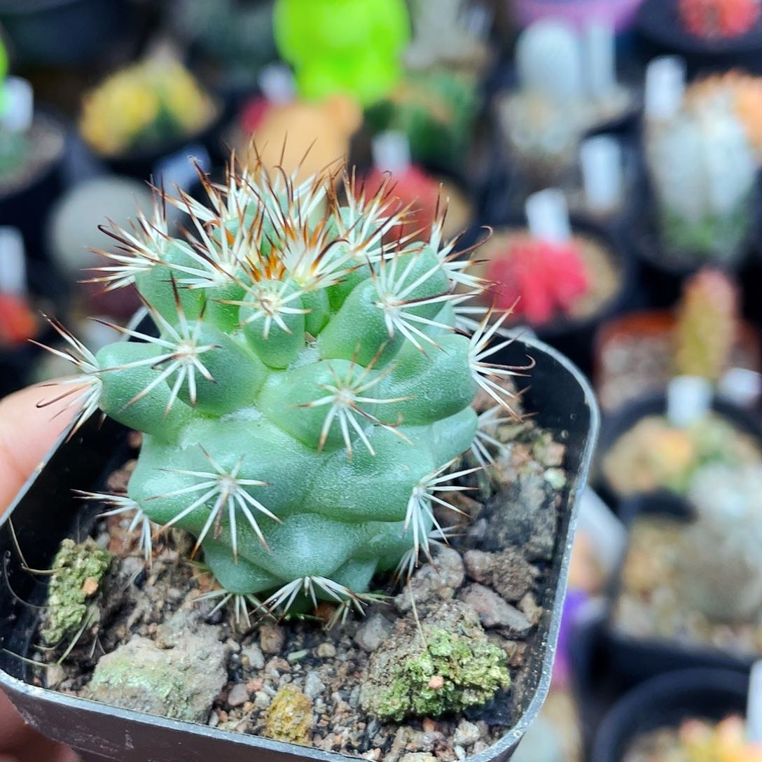 蓬莱宫实生非偏远地区满25包邮仙人球