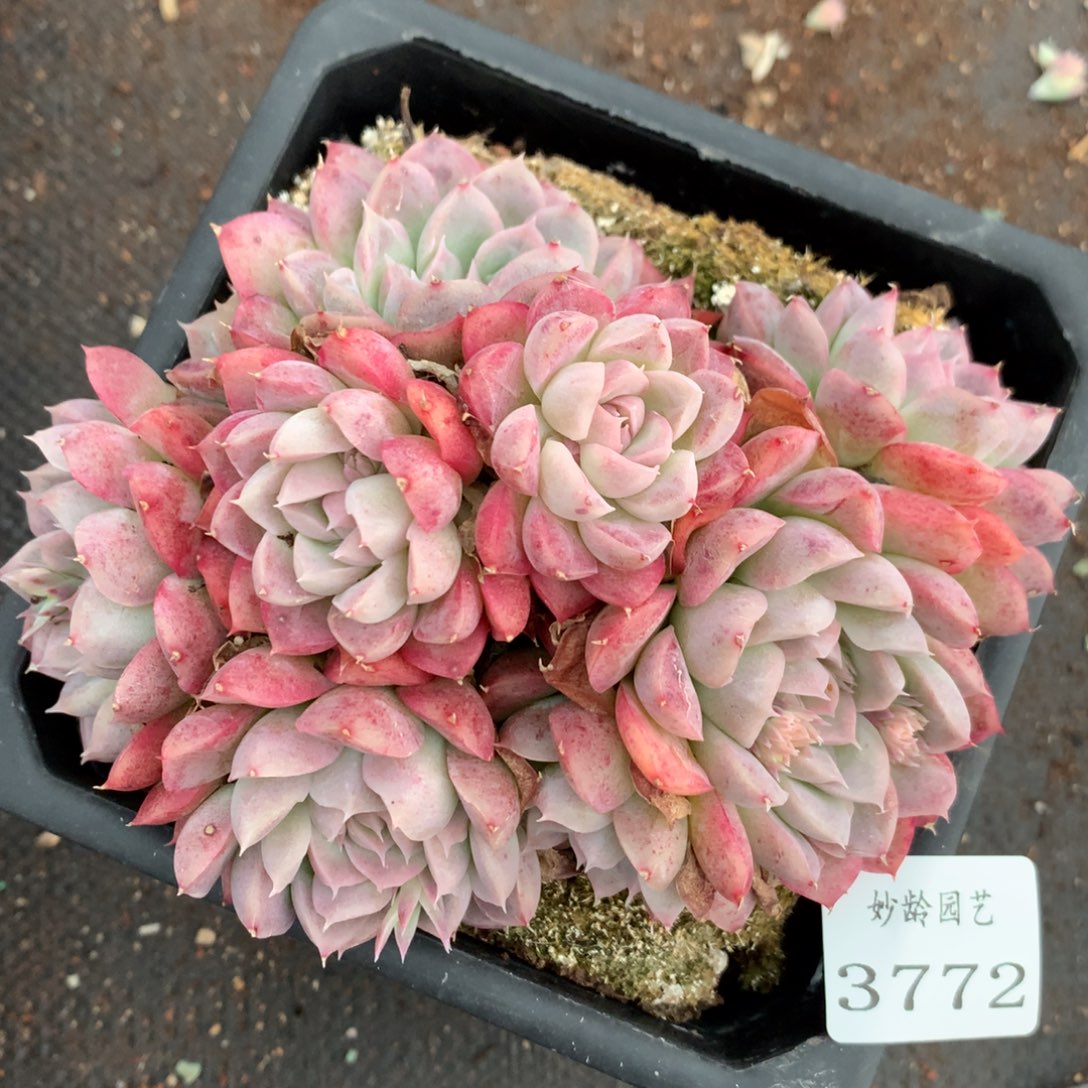 3772杂交多肉植物