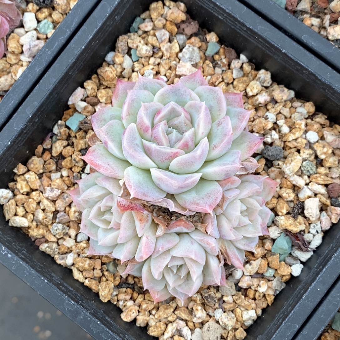 精品多肉一物一拍不包整194