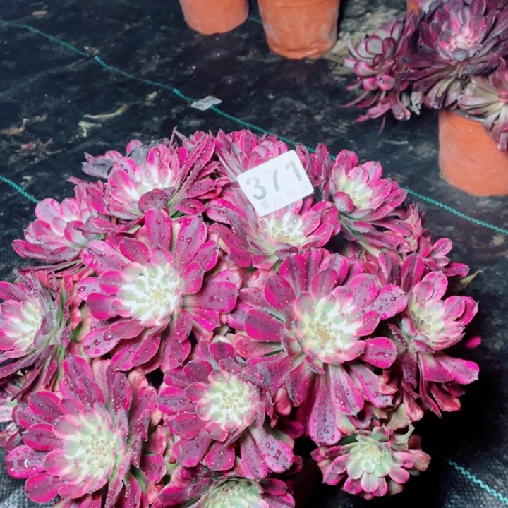 维纳斯371法师多肉