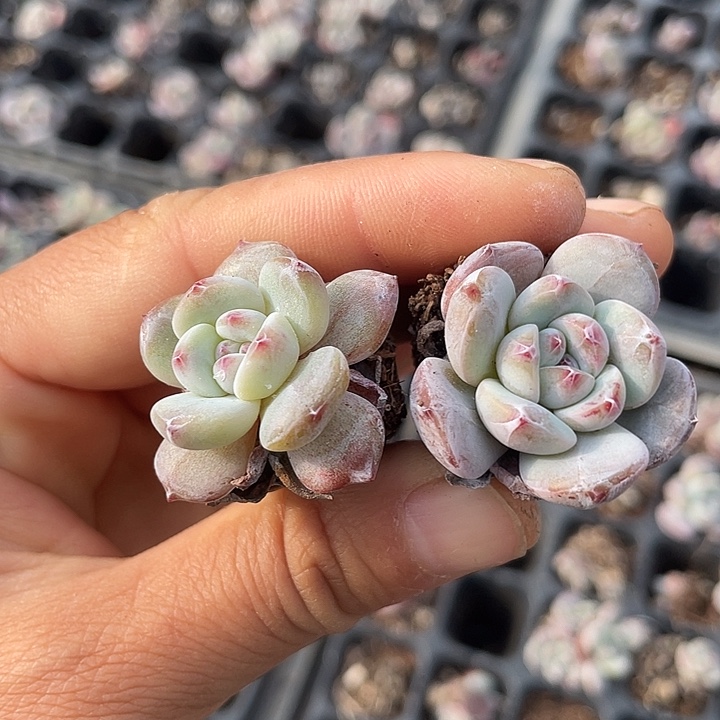 橙子发10颗满18包邮