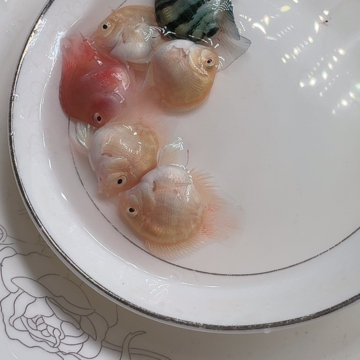 海水鱼迷你鹦鹉鱼