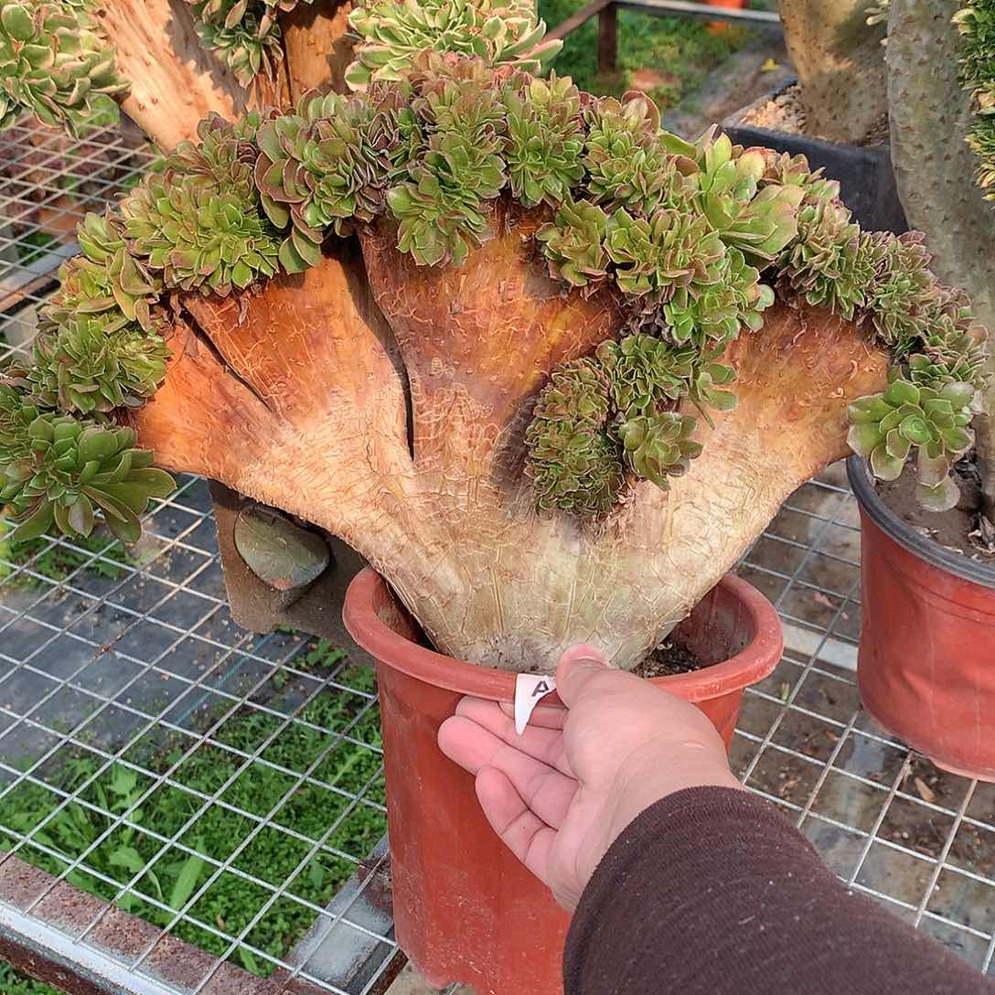 柠檬玫瑰缀化缀化