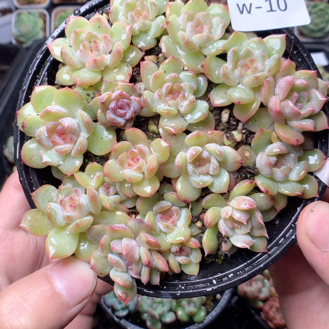 无花朵W10冰魄yyyyy