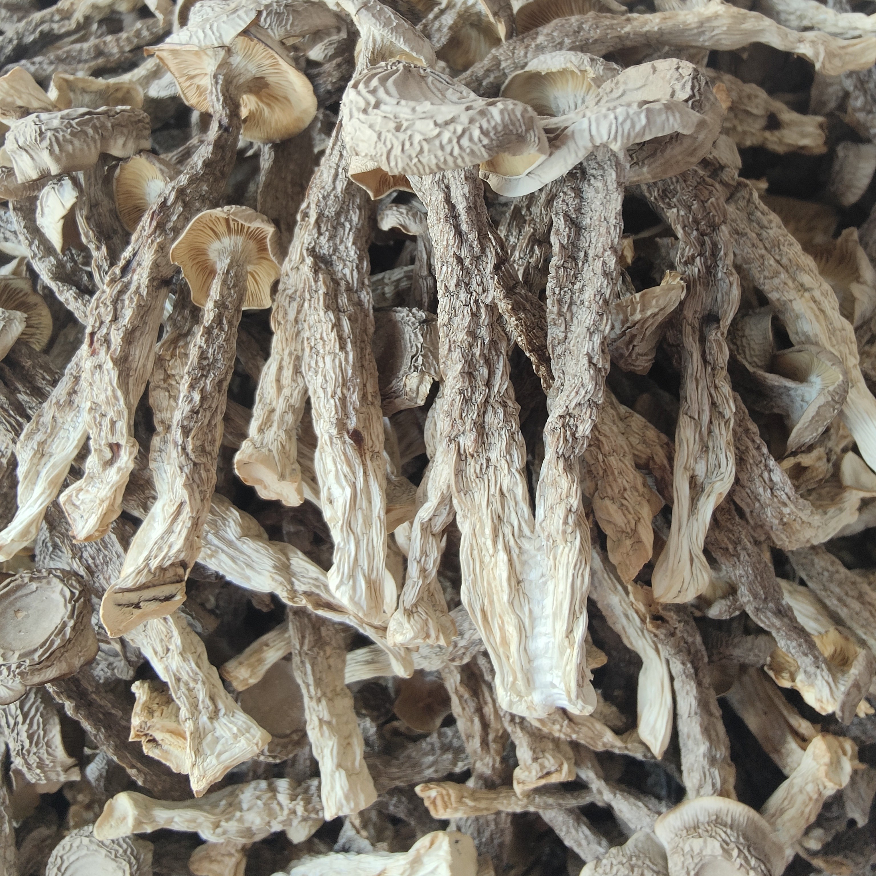 鹿茸菇干货可凉拌炒肉煲汤罗大美家常菜