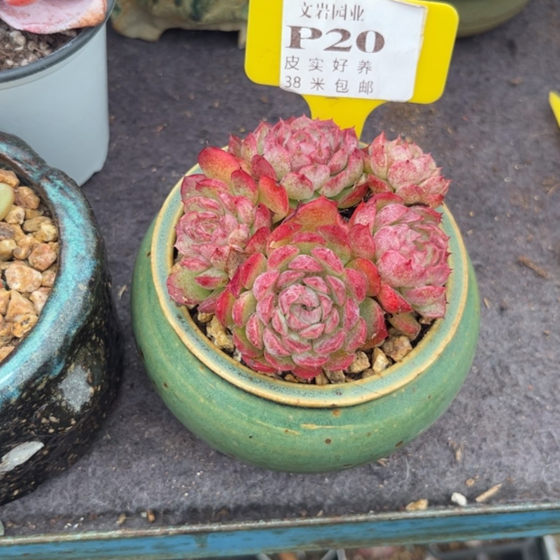 吐****了多肉植物111111