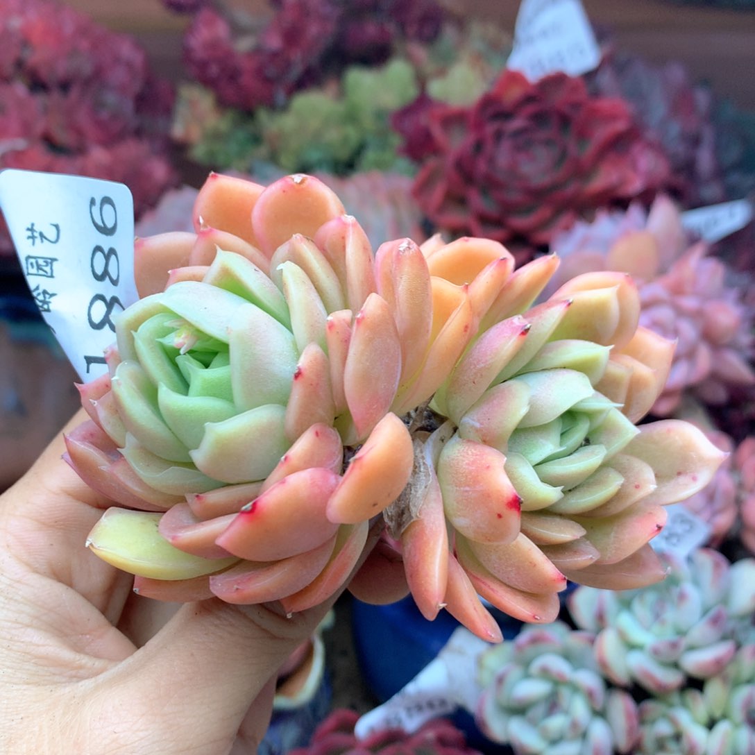 1886杂交多肉植物