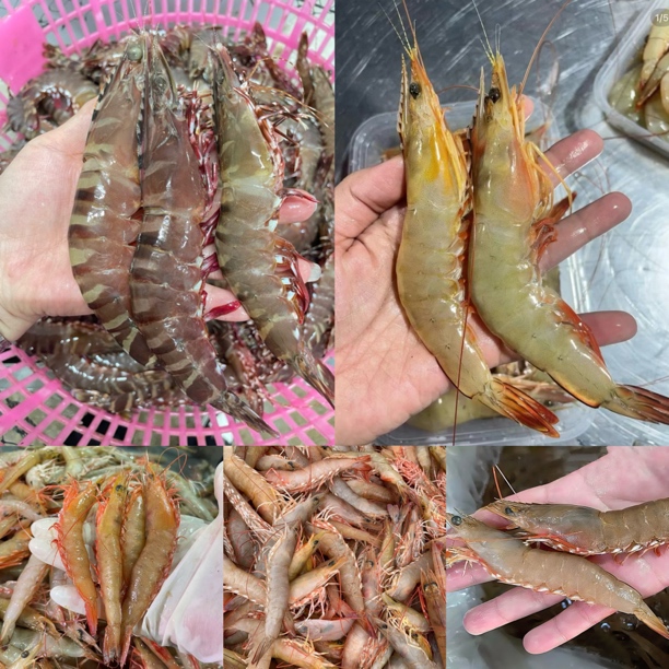 直播现改杂虾链接 现称现拍