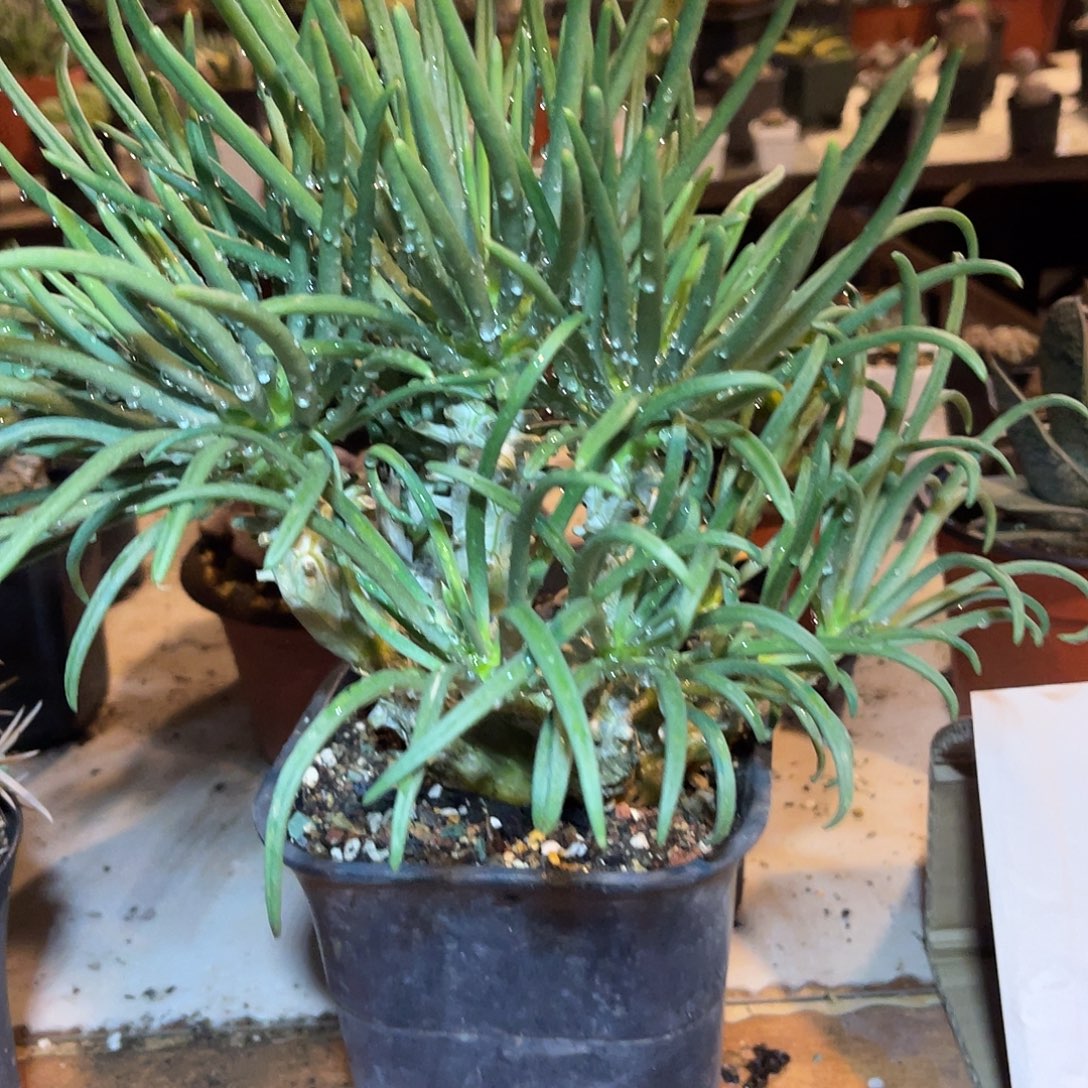 钟馗奇峰锦一物一拍