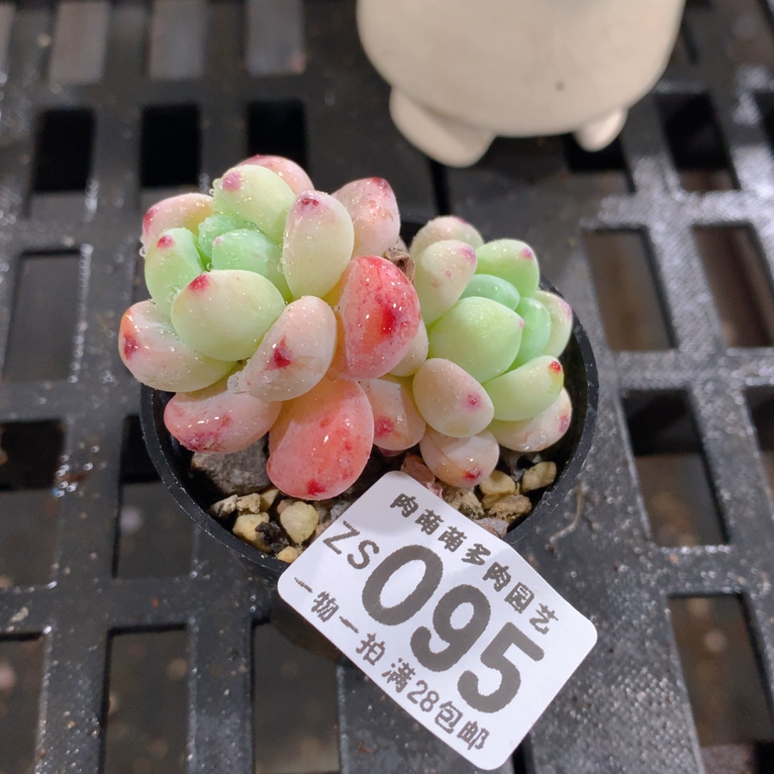 肉萌萌拇指盆精控多肉ZS095