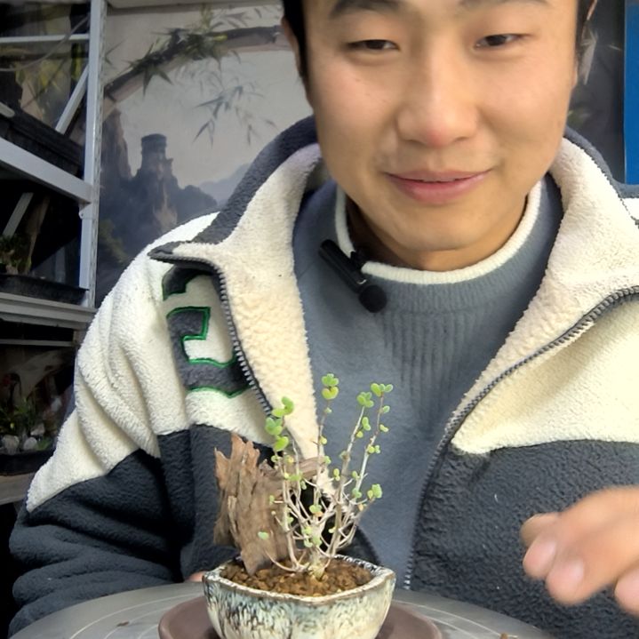用***3中青园艺一物一拍花56
