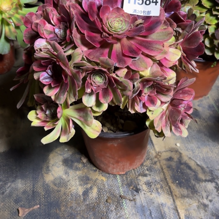 瑞妈，，。。。。。584雨荷，有断，